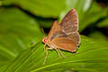 Common Redeye Matapa aria