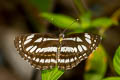 Common Sailor Neptis hylas papaja