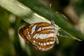 Common Sailor Neptis hylas kamarupa