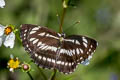 Common Sailor Neptis hylas kamarupa