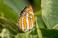 Common Sailor Neptis hylas kamarupa