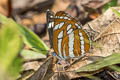 Common Sailor Neptis hylas kamarupa