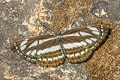 Common Sailor Neptis hylas kamarupa