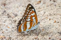 Common Sergeant Athyma perius perius