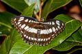 Common Sergeant Athyma perius perius