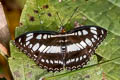 Common Sergeant Athyma perius perius