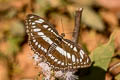 Common Sergeant Athyma perius perius