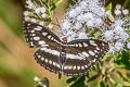 Common Sergeant Athyma perius perius