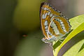 Common Sergeant Athyma perius perius