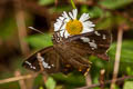 Common Spotted Flat Celaenorrhinus leucocera