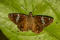 Celaenorrhinus flat