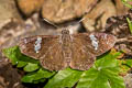 Common Spotted Flat Celaenorrhinus leucocera