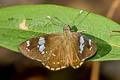 Common Spotted Flat Celaenorrhinus leucocera