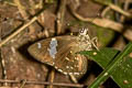 Common Spotted Flat Celaenorrhinus leucocera