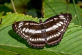 Common Staff Sergeant Athyma selenophora bahula