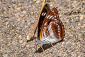 Common Staff Sergeant Athyma selenophora bahula