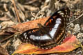 Common Staff Sergeant Athyma selenophora bahula