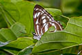 Common Staff Sergeant Athyma selenophora amharina 