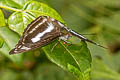 Common Staff Sergeant Athyma selenophora amharina 