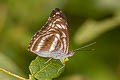 Common Staff Sergeant Athyma selenophora amharina 