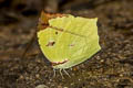 Common Tailed Sulphur Dercas verhuelli doubledayi