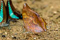 Common Tawny Rajah Charaxes bernardus hierax (Variable Tawny Rajah)