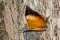 Common Tawny Rajah Charaxes bernardus hierax (Variable Tawny Rajah)