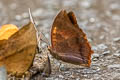 Common Tawny Rajah Charaxes bernardus hierax (Variable Tawny Rajah)