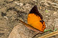 Common Tawny Rajah Charaxes bernardus hierax (Variable Tawny Rajah)