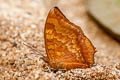 Common Tawny Rajah Charaxes bernardus hierax (Variable Tawny Rajah)