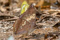 Common Tawny Rajah Charaxes bernardus hierax (Variable Tawny Rajah)