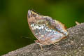 Common Tawny Rajah Charaxes bernardus hierax (Variable Tawny Rajah)