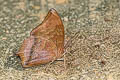 Common Tawny Rajah Charaxes bernardus hierax (Variable Tawny Rajah)