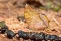 Common Tawny Rajah Charaxes bernardus hierax (Variable Tawny Rajah)