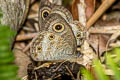 Common Threering Ypthima pandocus (Looped Threering)