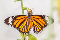 Common Tiger Danaus genutia genutia