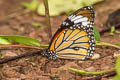 Common Tiger Danaus genutia genutia