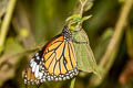 Common Tiger Danaus genutia genutia