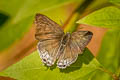 Common Tit Hypolycaena erylus himavantus