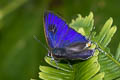 Common Tit Hypolycaena erylus himavantus