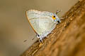 Common Tit Hypolycaena erylus himavantus