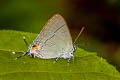 Common Tit Hypolycaena erylus himavantus