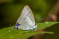 Common Tit Hypolycaena erylus taetus