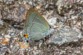 Common Tit Hypolycaena erylus taetus