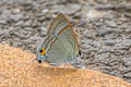 Common Tit Hypolycaena erylus himavantus