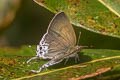 Common Tit Hypolycaena erylus himavantus