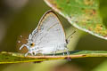 Common Tit Hypolycaena erylus himavantus