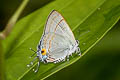 Common Tit Hypolycaena erylus taetus