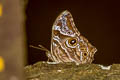 Common Treebrown Lethe rohria rohria