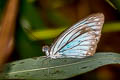 Common Wanderer Pareronia anais anais